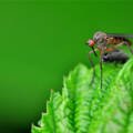 Mosquito Control Services in Columbus, OH: Tuff Green Lawn