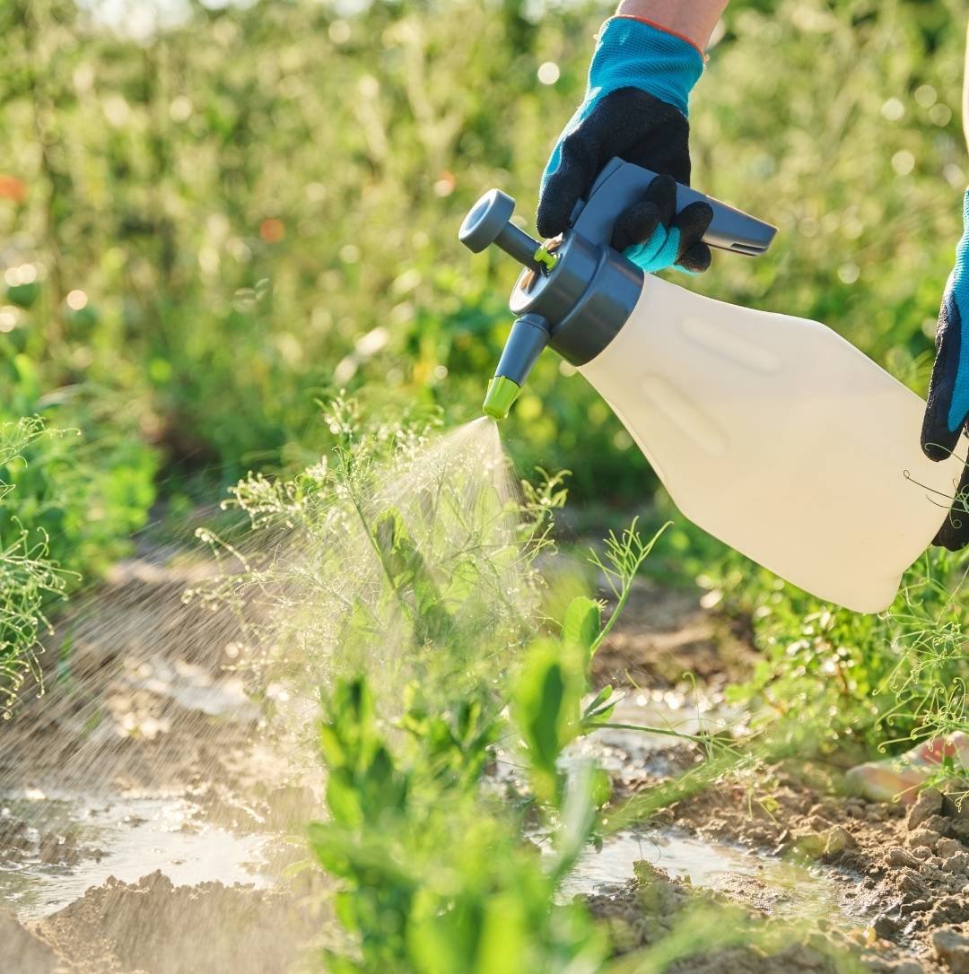 Surface Insects Control